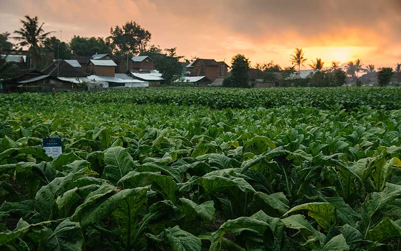 Sunrise over a tobacco field