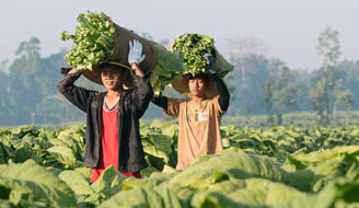 Alternative crops