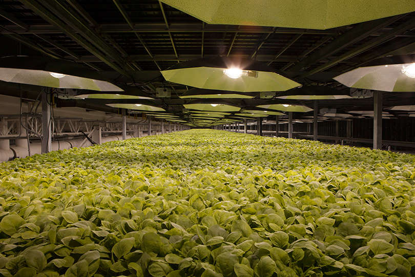 Tobacco plants used for vaccine development being cultivated at our KBP facilities.