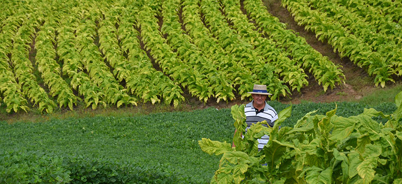 Tobacco field