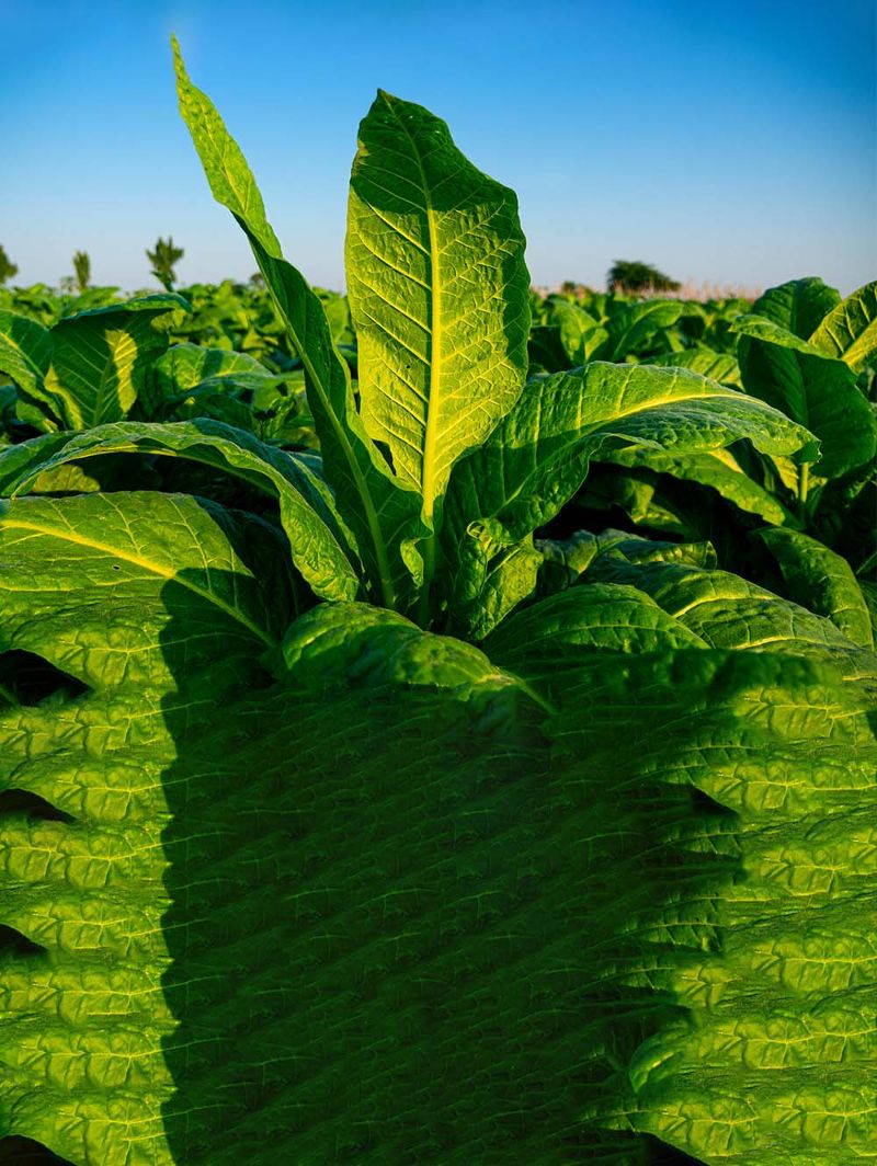 Sustainability reporting