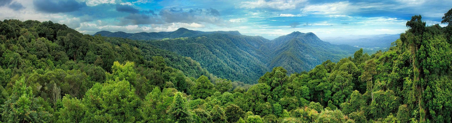 Preserving natural forests