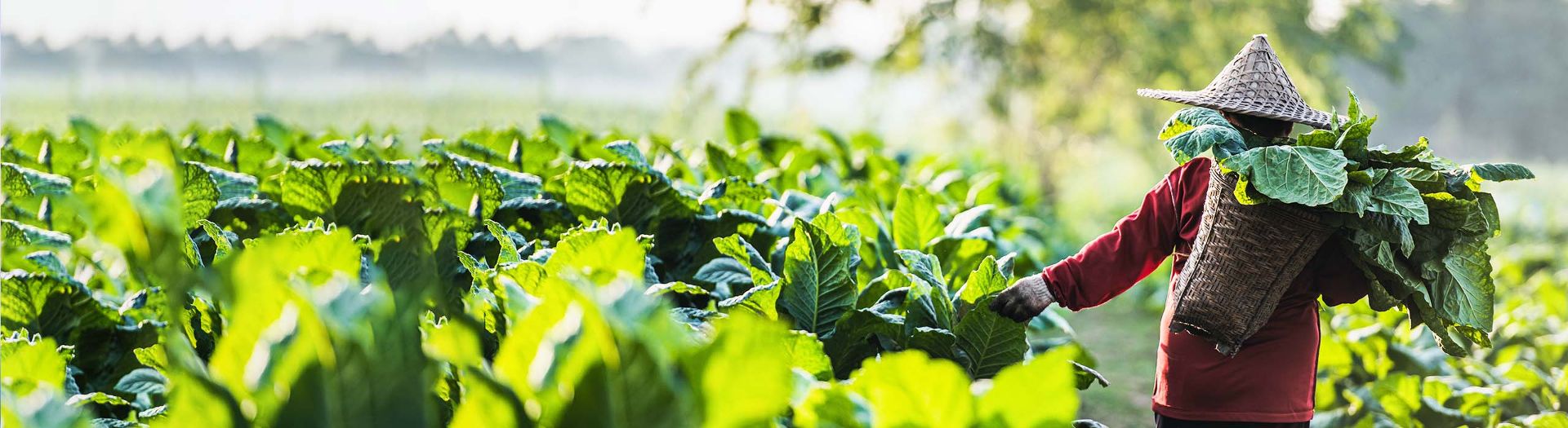 Sustainable Tobacco Programme
