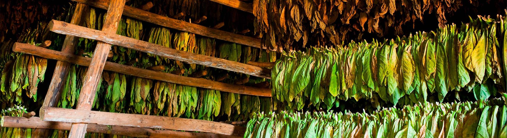 Illegal tobacco trade