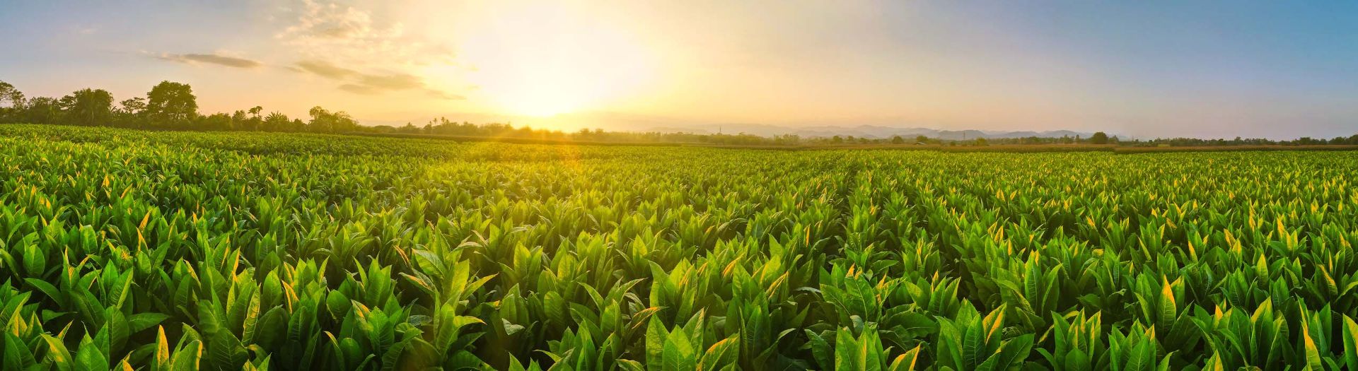 Human rights and child labour in tobacco growing